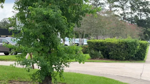 School Zone School Pan Car Stock Footage 229656732