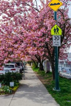 School zone sign under cherry blossoms in Kitsilano Vancouver Stock Photos