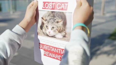 Schoolboy putting up missing pet banners Stock Footage 229162621