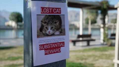 Schoolboy putting up missing pet banners Stock Footage 229648731