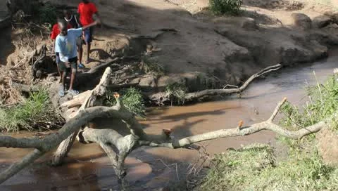 Schoolboys Crossing Creek on Fallen Tree Stock Footage 10721653