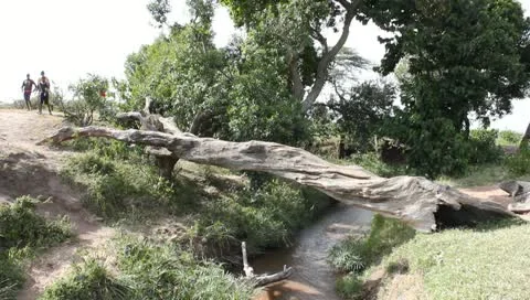 Schoolboys Running Across Fallen Log over Stream Stock Footage 10721626