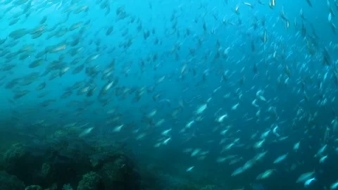Schoolf of fish being hunted by Jackfish over the reef Stock Footage 130241607