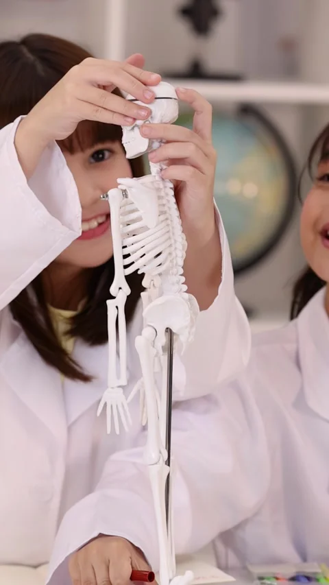 Schoolgirls Examining Human Skeleton Model in Science Laboratory Classroom Stock Footage 346581924
