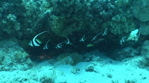 Schooling Angel Fish Feeding on Sponge Stock Footage 5265120