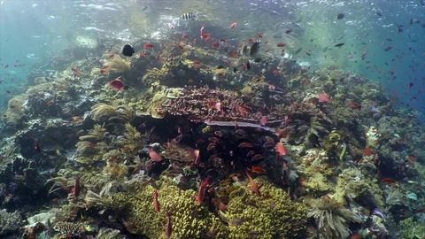 Schooling Anthias Video stock 81953773