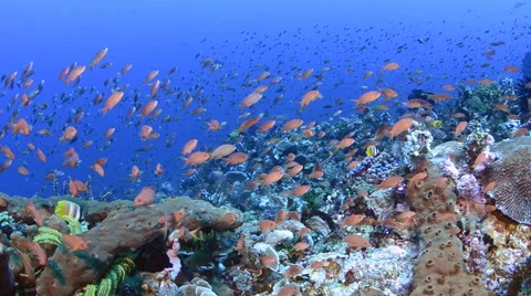 Schooling Anthias on the Reef 2 Video stock 64338664