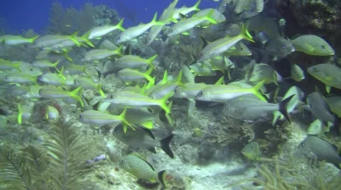 Schooling Bahamas reef fish 스톡 동영상 50511827