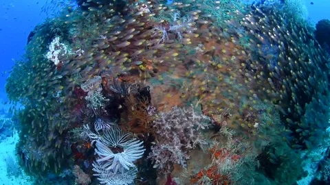 Schooling Bait Fish Stock Footage 79868197