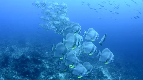 Schooling Baitfish Stock Footage 64341643