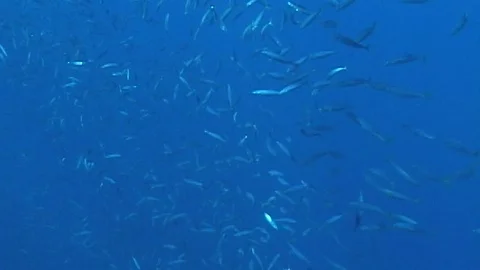 Schooling baitfish hawaii Video stock 106689138