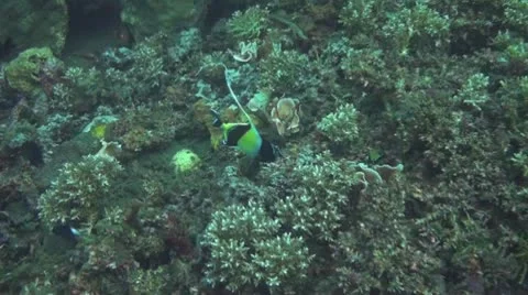 Schooling bannerfish Stock Footage 10736425