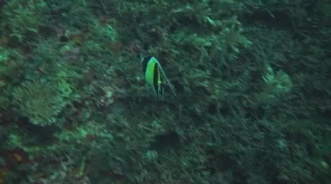 Schooling bannerfish Stock Footage 10737710