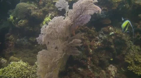 Schooling bannerfish Stock Footage 10737747