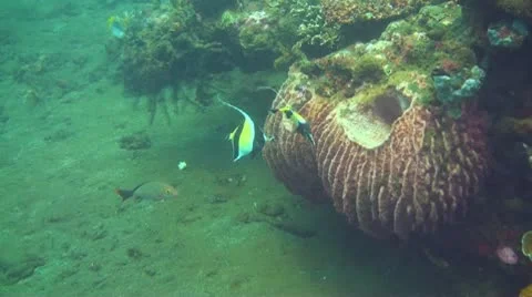 Schooling bannerfish Stock Footage 10737834