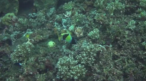 Schooling bannerfish Stock Footage 10737923