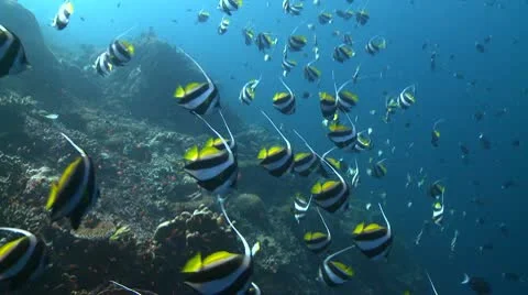 Schooling bannerfish Stock Footage 10791710