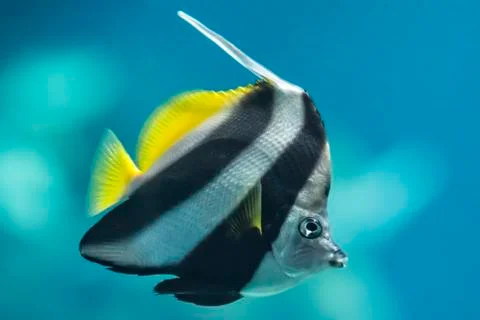 Schooling Bannerfish Stock Photos