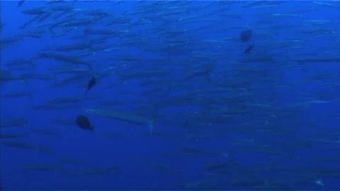 Schooling Of Barracuda Stock Footage 300736930