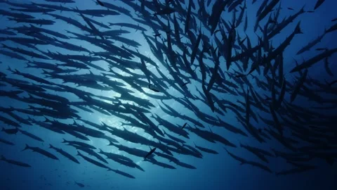 Schooling Barracuda || Large school of fish captured against the sun Stock-Footage 149964492