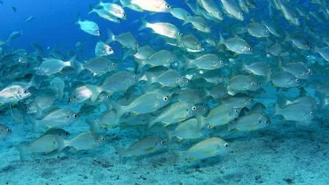 Schooling bastard grunts at Palm Mar dive site Tenerife Video stock 330271874