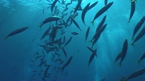 Schooling batefish hawaii Stock Footage 106689081