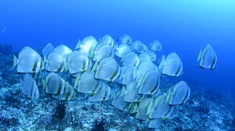 Schooling Batfish Swim on Reef 2 Stock Footage 64340644