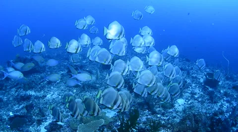 Schooling Batfish Swim on Reef Video stock 64341094