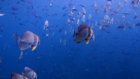 Schooling Batfish/Spadefish close to the surface Stock Footage 95067435