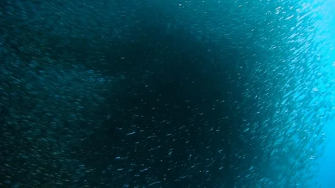 Schooling behavior of fish and underwater wildlife. 库存影片 118801862