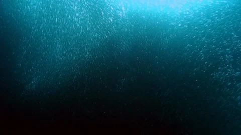 Schooling behavior of fish and underwater wildlife. 動画素材 118801899