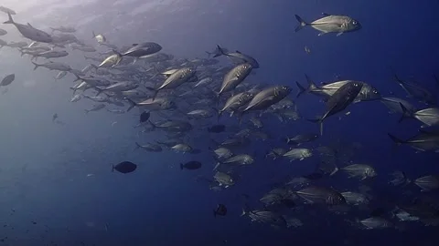 Schooling big eye jacks Stock Footage 257527295