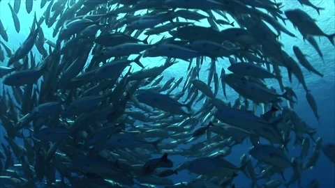 Schooling bigeye jack fish  in the clear water of the pacific ocean Vidéo 84799470