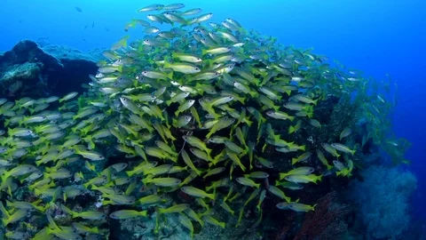Schooling Bigeye Snappers Stock Footage 96233296