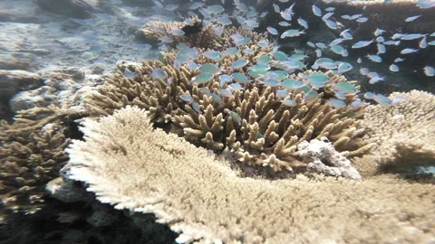 Schooling Blue Fish Around Table Coral in a Shallow Maldives Lagoon Stock Footage 340867092