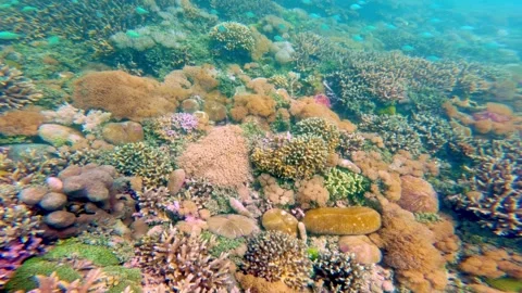 Schooling Blue-Green Chromis over Diverse Tropical Coral Reef Underwater Stock Footage 341822015
