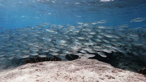 Schooling Boga fish evading predators in shallow Caribbean waters Stock Footage 122053883
