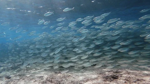 Schooling Boga fish evading predators in shallow Caribbean waters Stock-Footage 122054239