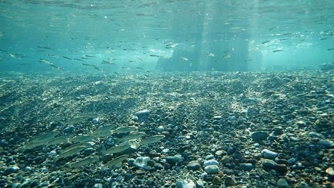 Schooling boxlip mullet fish finding food in shallow water Stock Footage 85744393