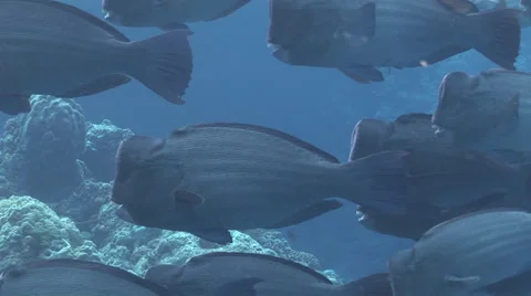 Schooling Bumphead Parrotfish Stock Footage 55885287