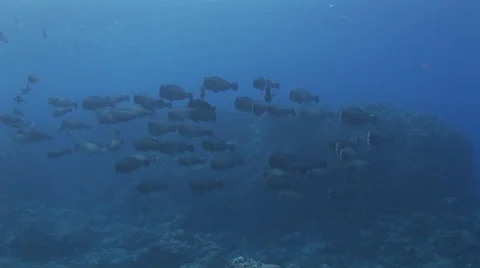 Schooling Bumphead Parrotfish Stock Footage 55886824