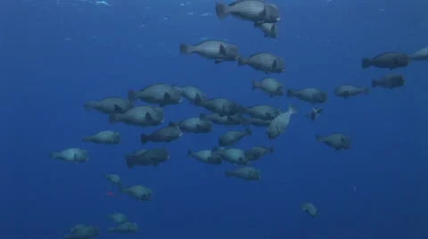 Schooling Bumpheads Video stock 56006501