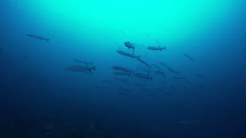 Schooling Chevron Barracuda Stock Footage 105272665