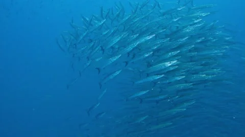 Schooling chevron barracuda's Stock Footage 58310151