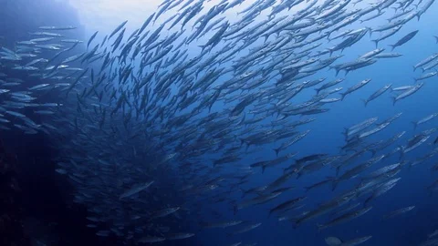Schooling Chevron Barracudas Stock Footage 95067885