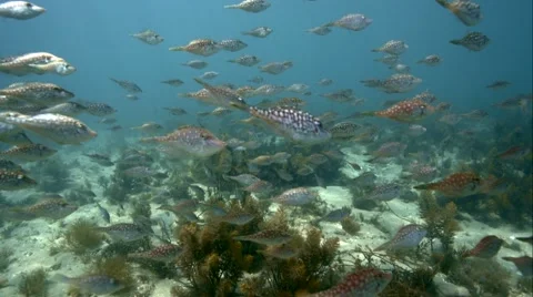 Schooling Fish babies leatherjackets Video stock 46912702
