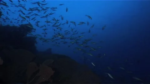 Schooling Of Fish, Barrier Reef, Red Sea Stock Footage 285822340