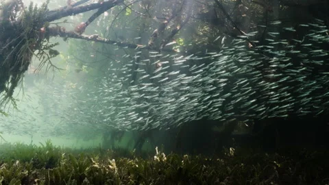 Schooling fish being hunted beneath mangrove tree roots 4K Stock Footage 294392946
