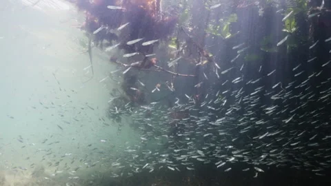 Schooling fish beneath the stunning mangrove roots 4K Stock Footage 294392124