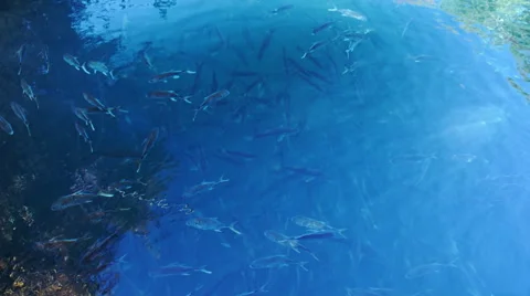 Schooling of fish in the clear water Stock Footage 45281660